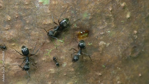 Small black ants interacting and drinking sap exuding from a Capirona tree in rainforest in the Ecuadorian Amazon in slow motion. There are two different sized worker castes of the same species. photo