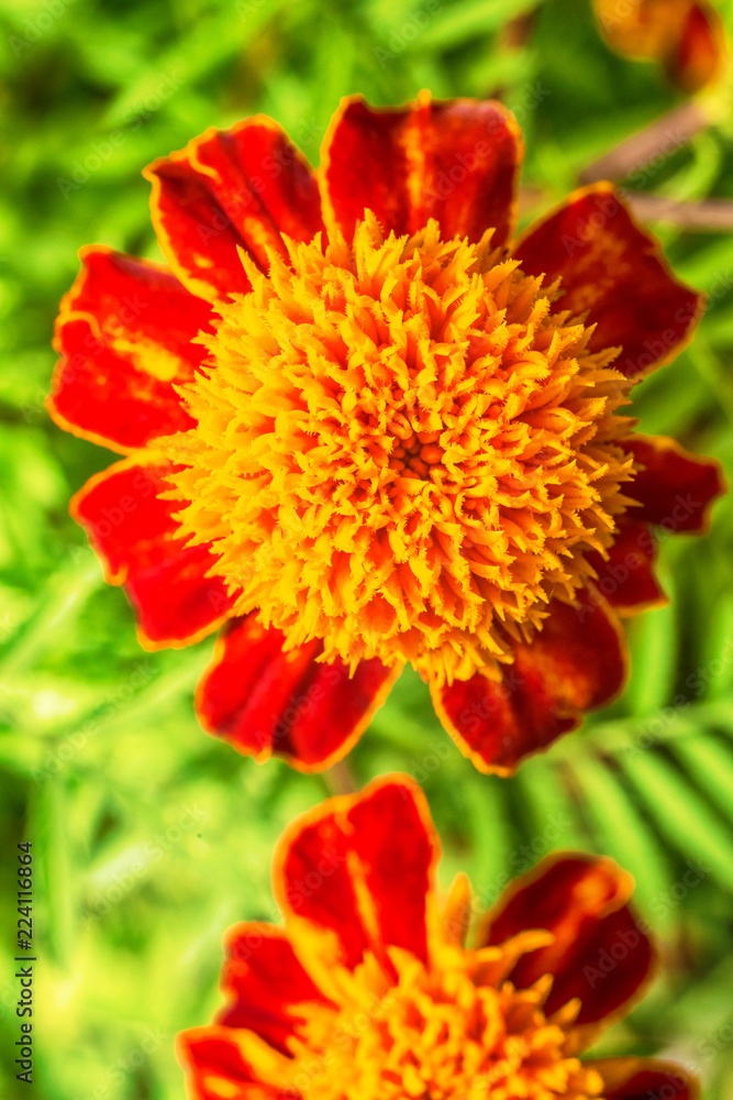 Macro photo of red-orange garden Macro photo of red-orange garden