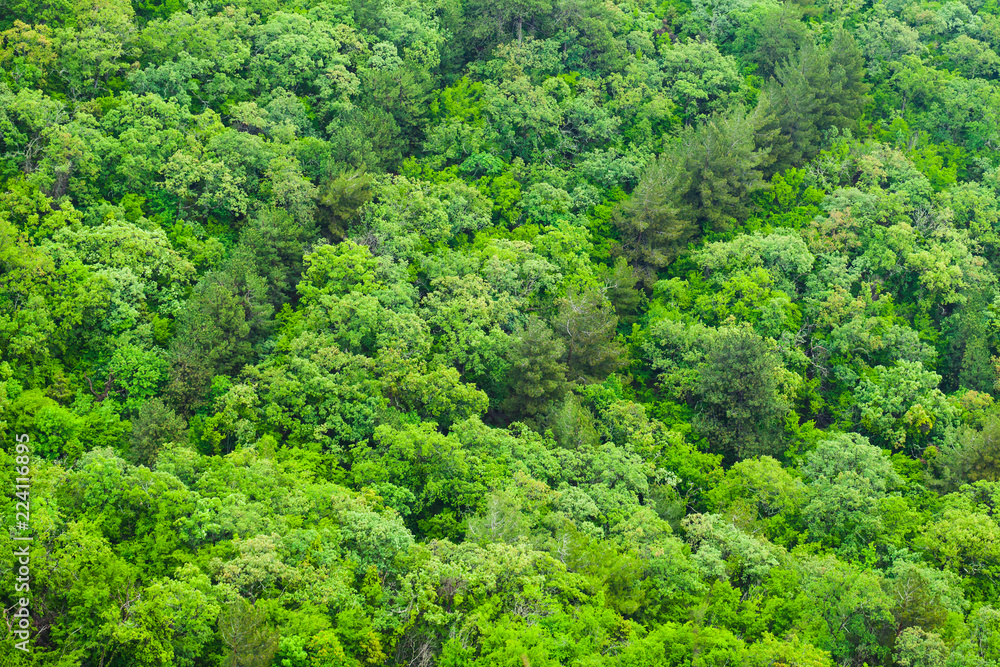Green mixed forest growing on hill, background Green mixed forest growing on hill, background