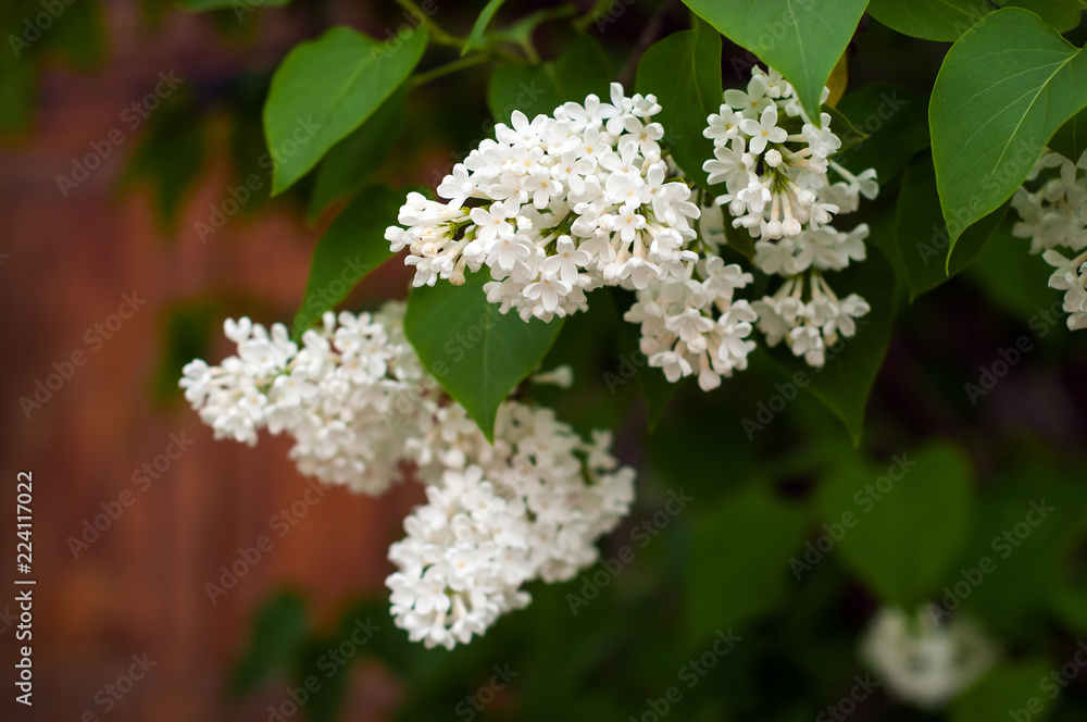 Bush of white lilac (Syrínga) on a natural background. White blossoming brunch of lilac close up. Bush of white lilac (Syrínga) on a natural background. White blossoming brunch of lilac close up.