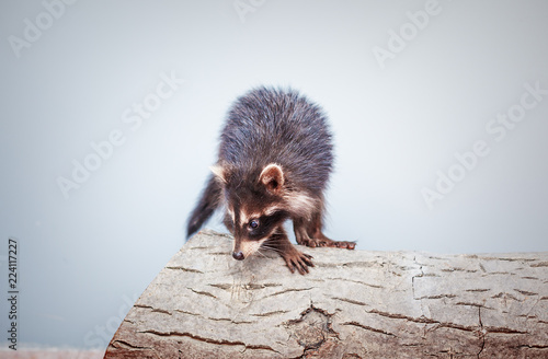 portrait of little playful racoon animal on a log