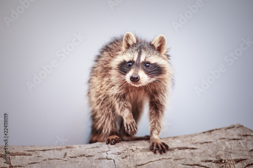 portrait of little playful racoon animal, close up © bozhdb