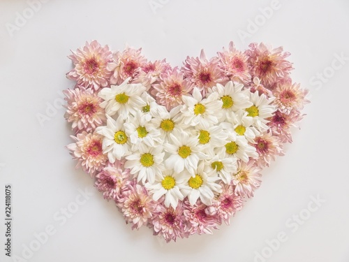 Fototapeta Naklejka Na Ścianę i Meble -  Top view of pink and white flowers, those are called Chrysanthemum, arranged in heart shape on white background