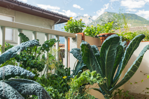 Organic heirloom Tuscan Kale edible plant with rich dark green leaves with fibrous texture growing in a pot on a balcony as a part of urban gardening project on a sunny summer day in Italy