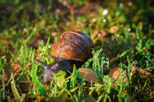 Small snail in natural environment 