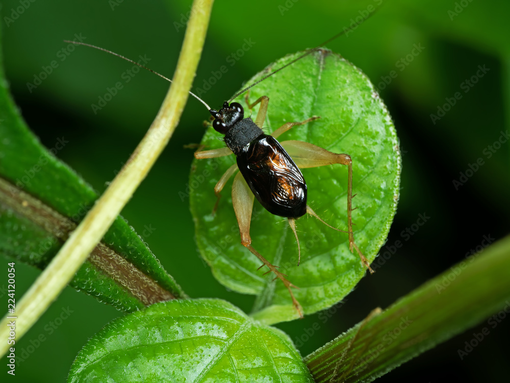 Macro Photo of Little Cricket on Green Leaf Macro Photo of Little Cricket on Green Leaf