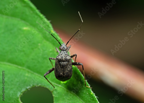 Macro Photo of Little shield bug on Green Leaf © backiris