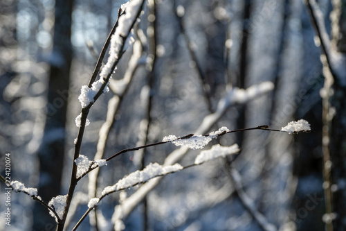 frozen vegetation in winter on blur background