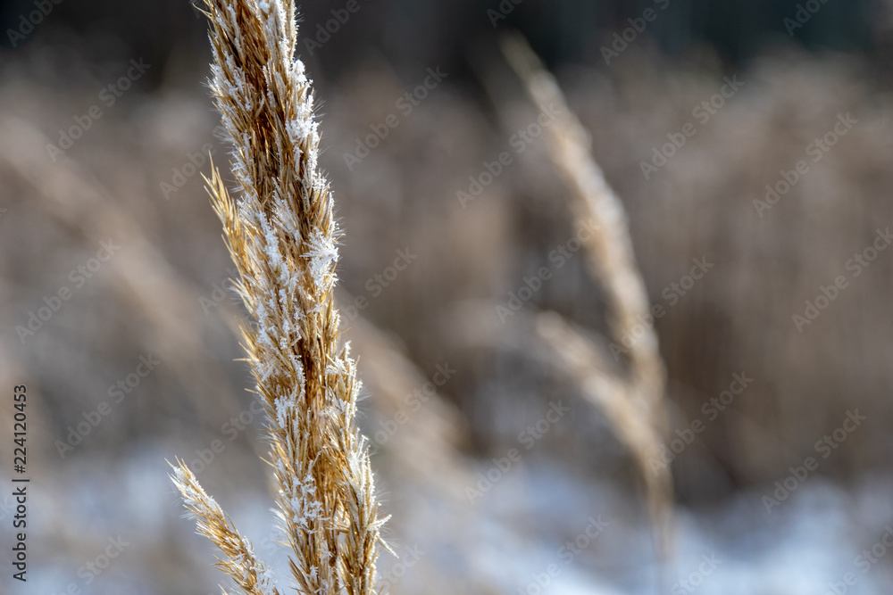frozen vegetation in winter on blur background frozen vegetation in winter on blur background