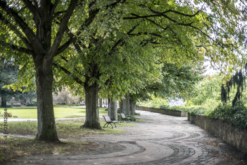 Parkbäume an der Burg Esslingen, Deutschland