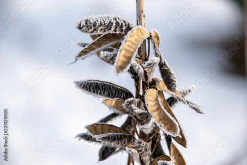 Fototapeta Naklejka Na Ścianę i Meble -  frozen vegetation in winter on blur background