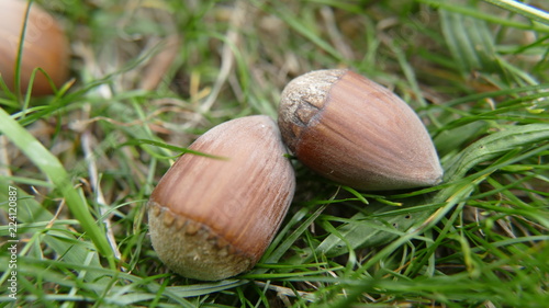 Hazelnuts on grass