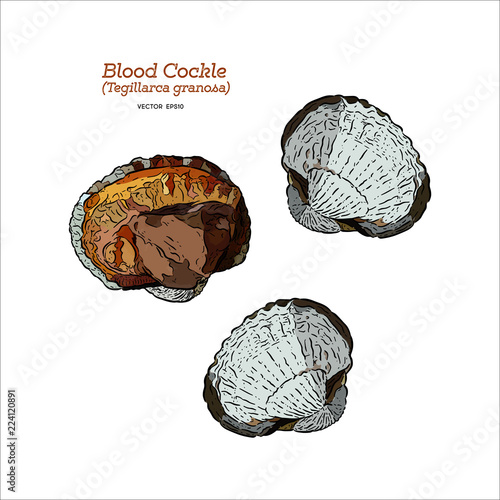 blood cockle or blood clam, Hand draw sketch vector.