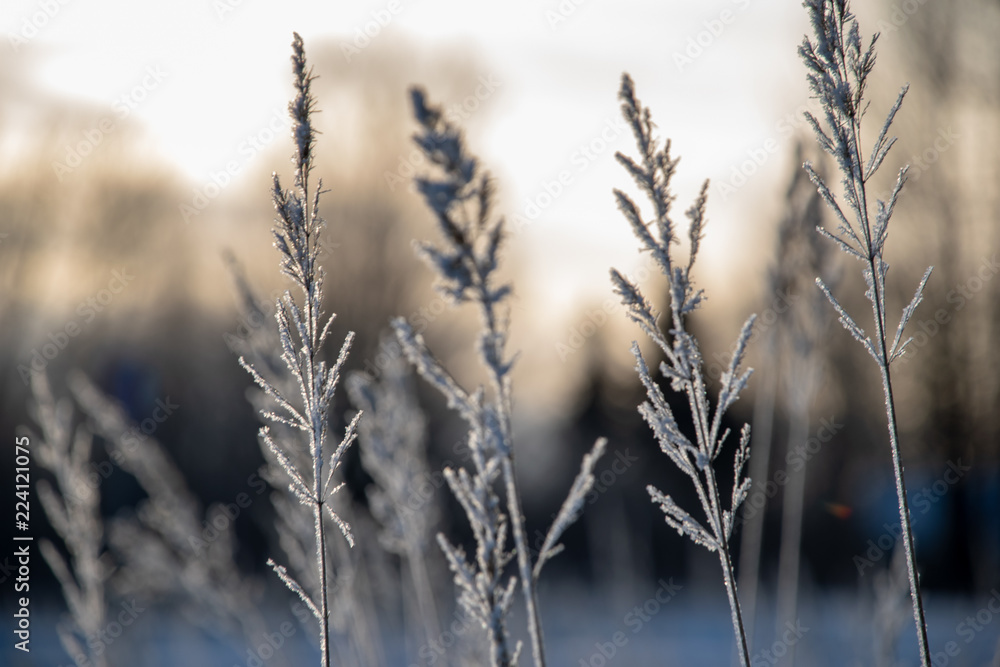 Fototapeta premium frozen vegetation in winter on blur background