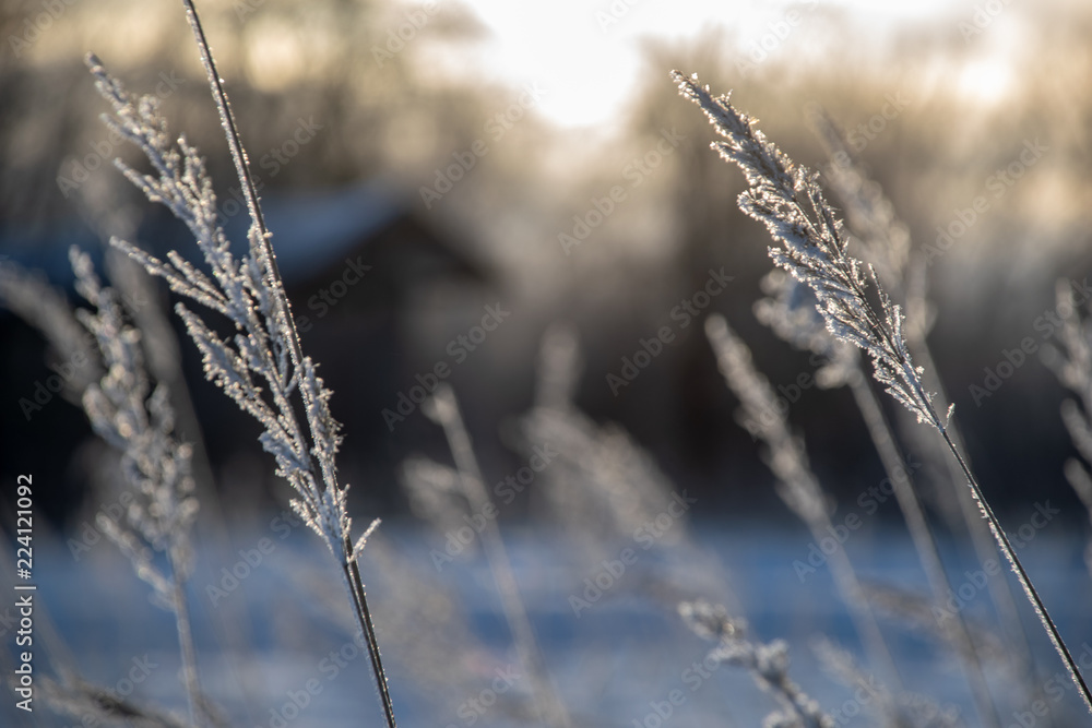 frozen vegetation in winter on blur background frozen vegetation in winter on blur background