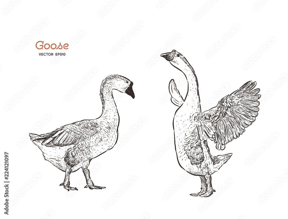 Fototapeta premium Hand drawn goose isolated. Engraved style vector illustration.