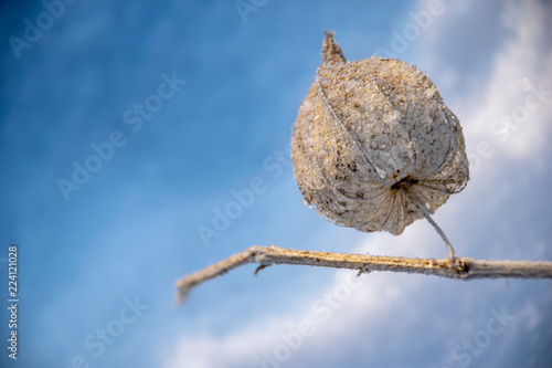 frozen vegetation in winter on blur background