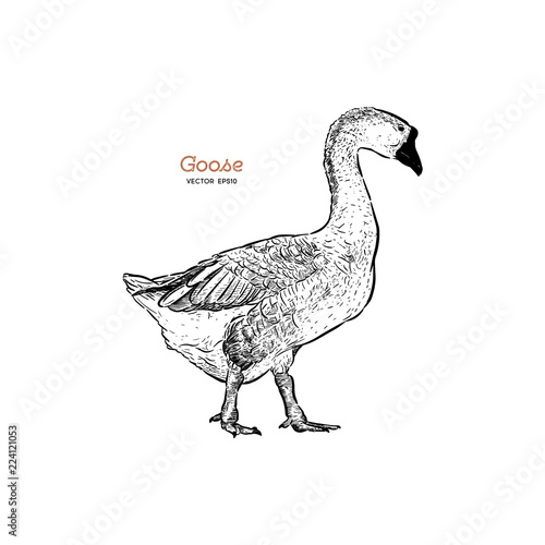 Hand drawn goose isolated. Engraved style vector illustration.