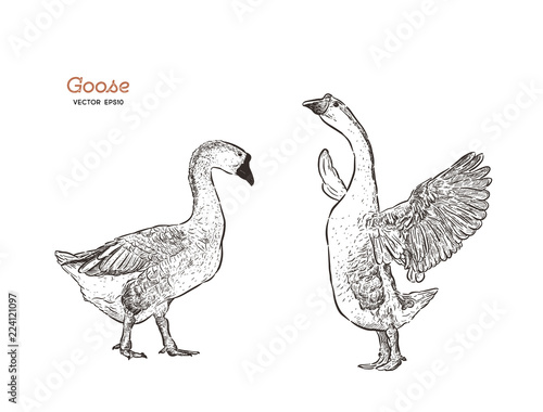 Hand drawn goose isolated. Engraved style vector illustration.