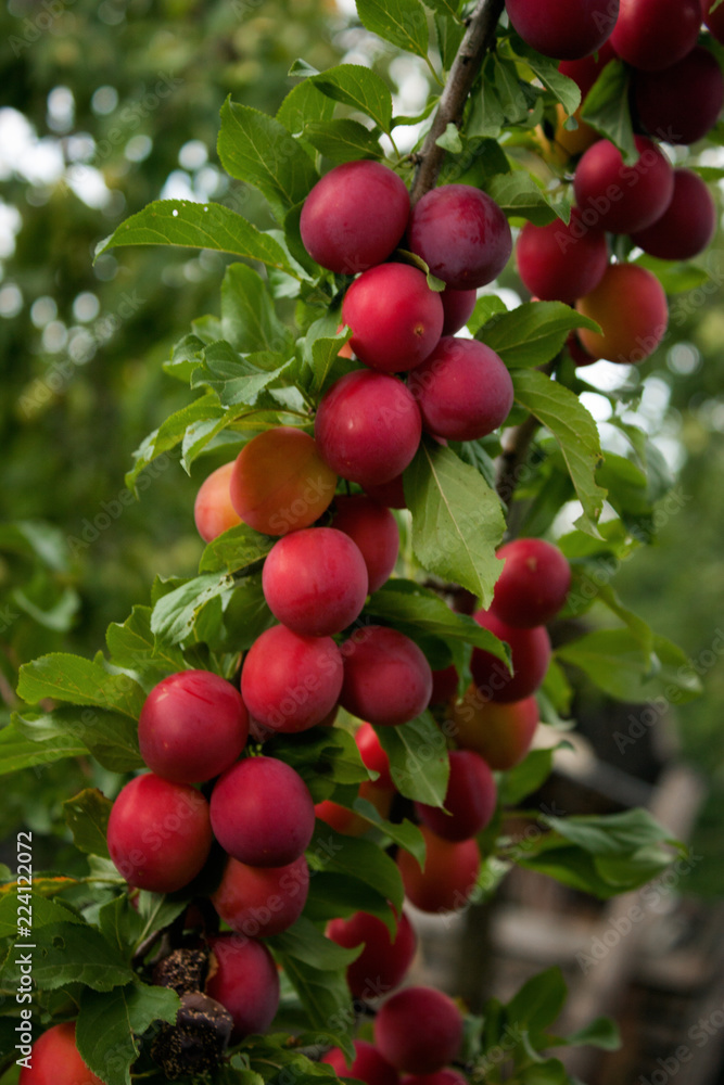 Unusual bright pink and red slightly moist plums on a curved branch against a green background. Unusual bright pink and red slightly moist plums on a curved branch against a green background.