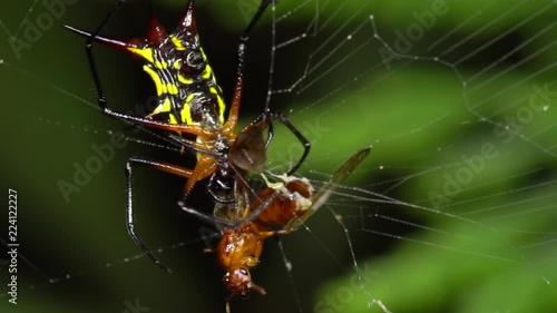 Wallpaper Mural Spiny Orb Weaver (Micrathena sp.) approaching and biting a flying ant immobilised in its web prior to eating it. In the rainforest understory at night in the Ecuadorian Amazon. Torontodigital.ca