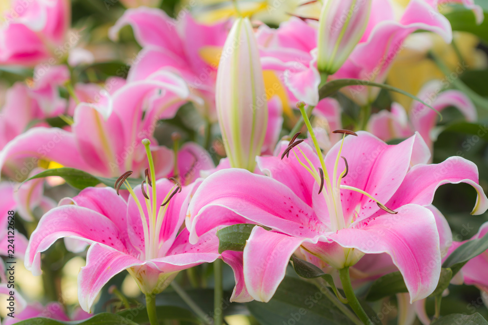 Pink lily flowers closeup, Soft focus. Pink lily flowers closeup, Soft focus.