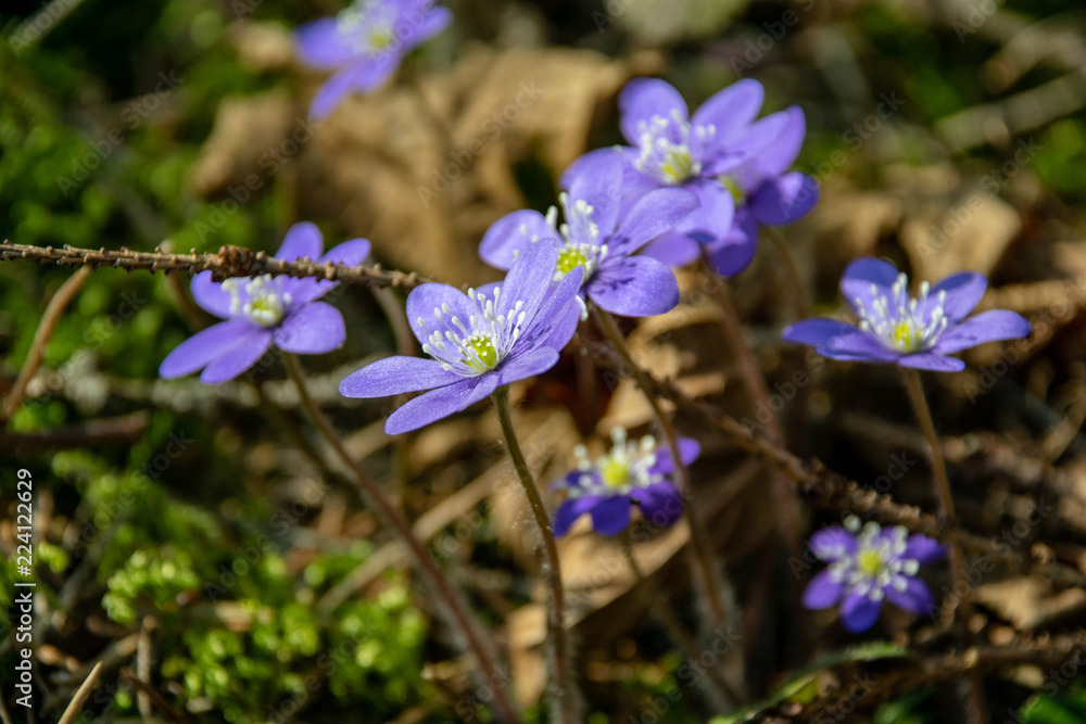 liverleaf flowers, Hepatica nobilis, in spring forest bed liverleaf flowers, Hepatica nobilis, in spring forest bed