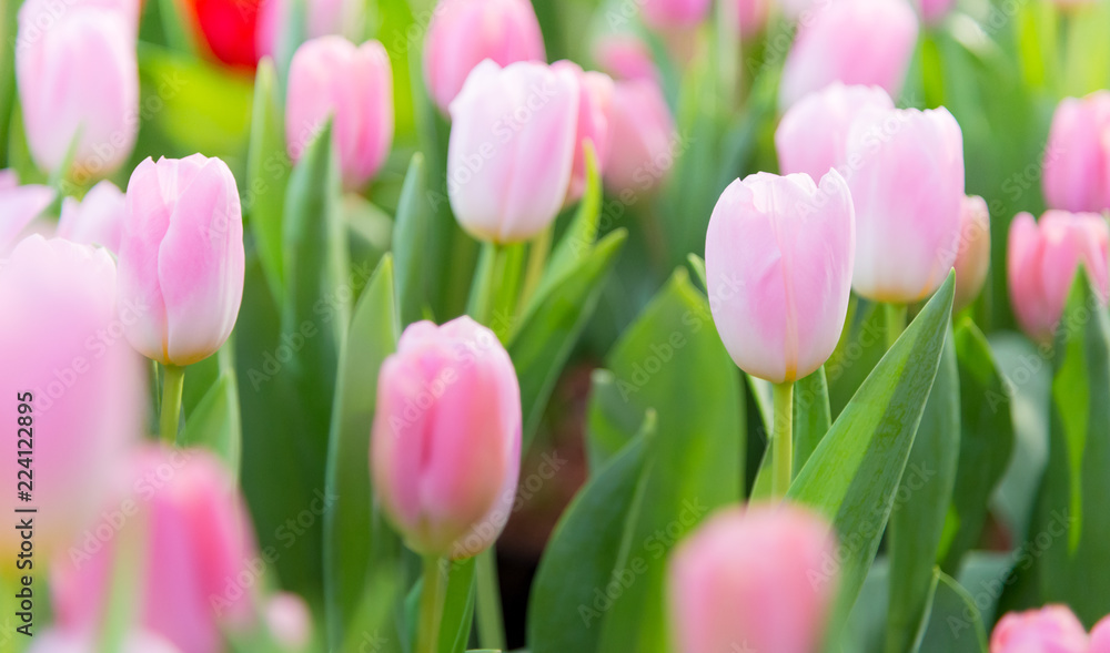 Fototapeta premium Tulips flower in the garden,Nature background.