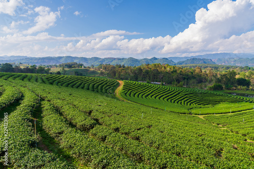 Green tea Farm with Landscape of Mountain with blue sky and clouds for background,Nature concept background.