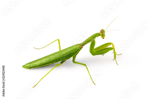Beautiful green insect European Mantis or Praying Mantis isolated on white background