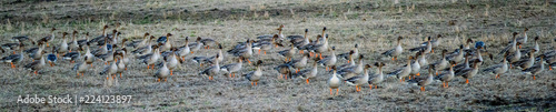 large flock of goose gathering in the field to fly south