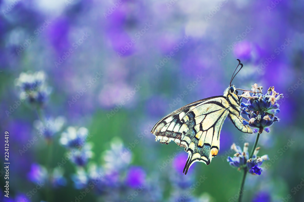 Fototapeta premium Kwiaty lawendy z buterfly