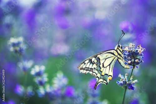 Lavender flowers with buterfly photo