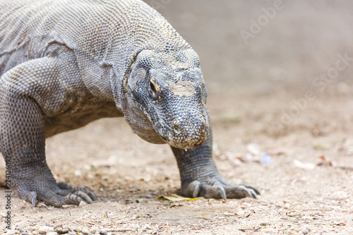 Drago di Komodo