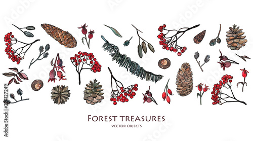 Vector illustration. Pen sketch with watercolor style background . Nature elements, forest treasures. Leaves, ash branches, pine cone, rose hips.