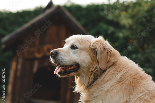 Golden Retriever vor Hundehütte