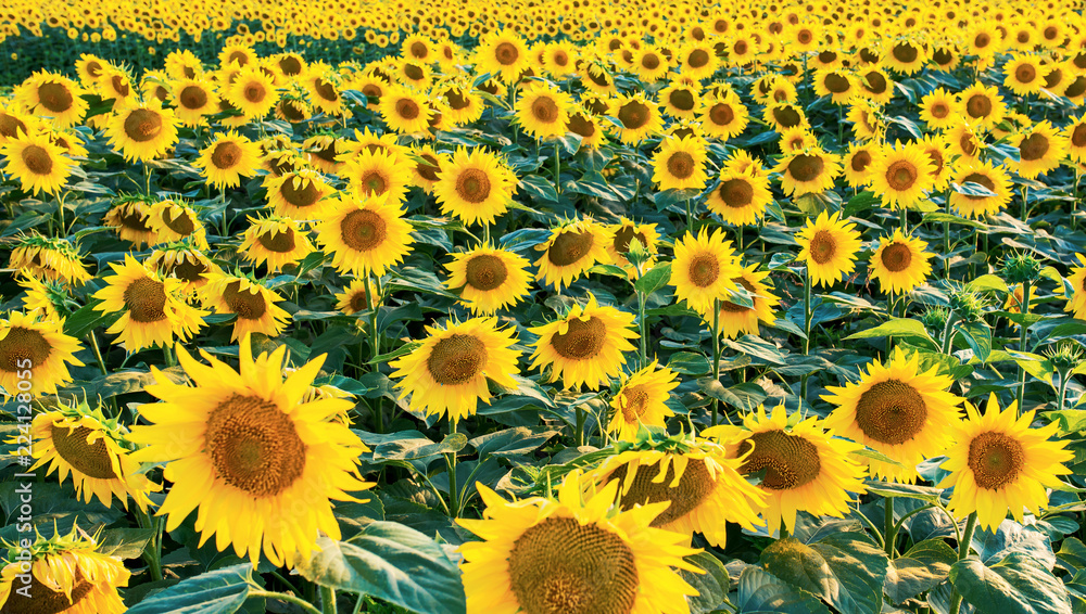 Sunflower field Sunflower field