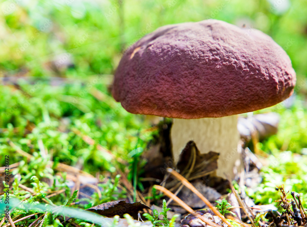 A very delicious and salubrious mushroom Porcini or Cep in it's natural habitat. A very delicious and salubrious mushroom Porcini or Cep in it's natural habitat.