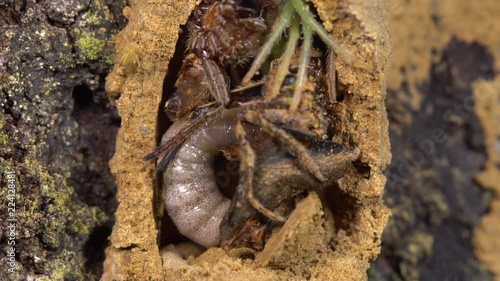 A large Potter Wasp (Vespidae) larva feeding on paralyzed spiders within a nest constructed from mud. The mother wasp had collected and stung these spiders for the larva to feed on. In Ecuador.