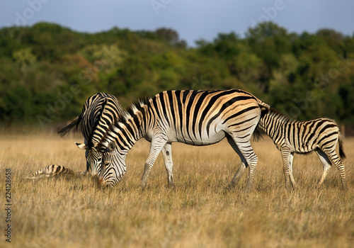herd of zebras grazes