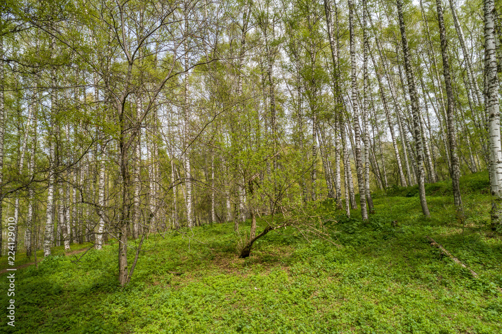 Fototapeta premium Summer landscape with views of the lawn near the birch grove