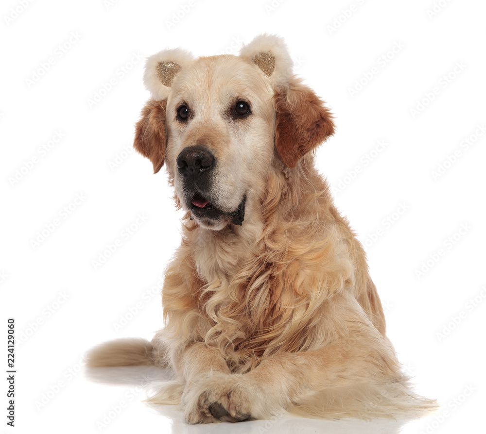 Fototapeta premium curious golden retriever wearing fluffy bear ears lying
