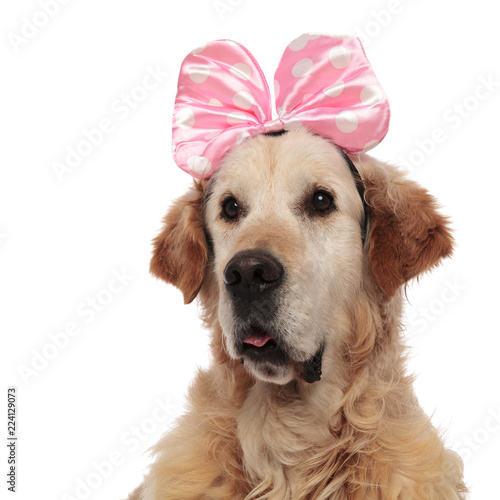 close up of curious golden retriever wearing a pink ribbon