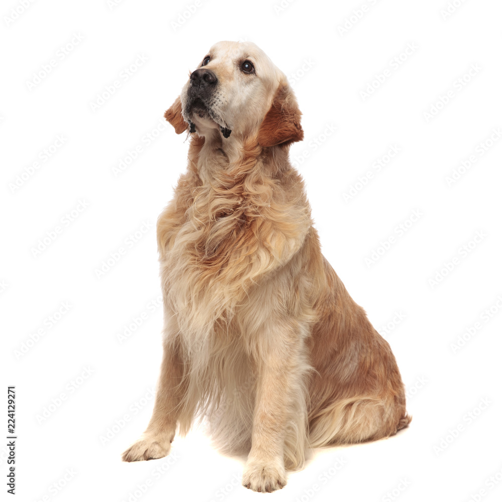 cute and sad golden retriever looks up to side