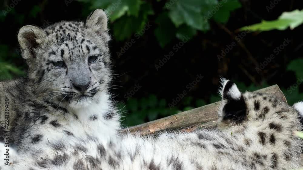 Snow leopard cub (Panthera uncia). Young snow leopard. Snow leopard cub (Panthera uncia). Young snow leopard.
