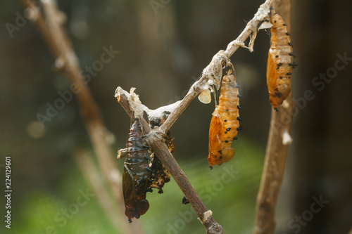 Fotografia Pupa of the butterfly hanging on stem branch.