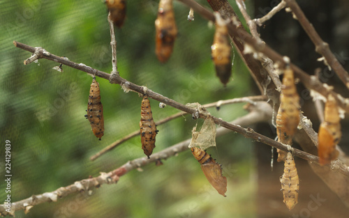 Pupa of the butterfly hanging on stem branch.