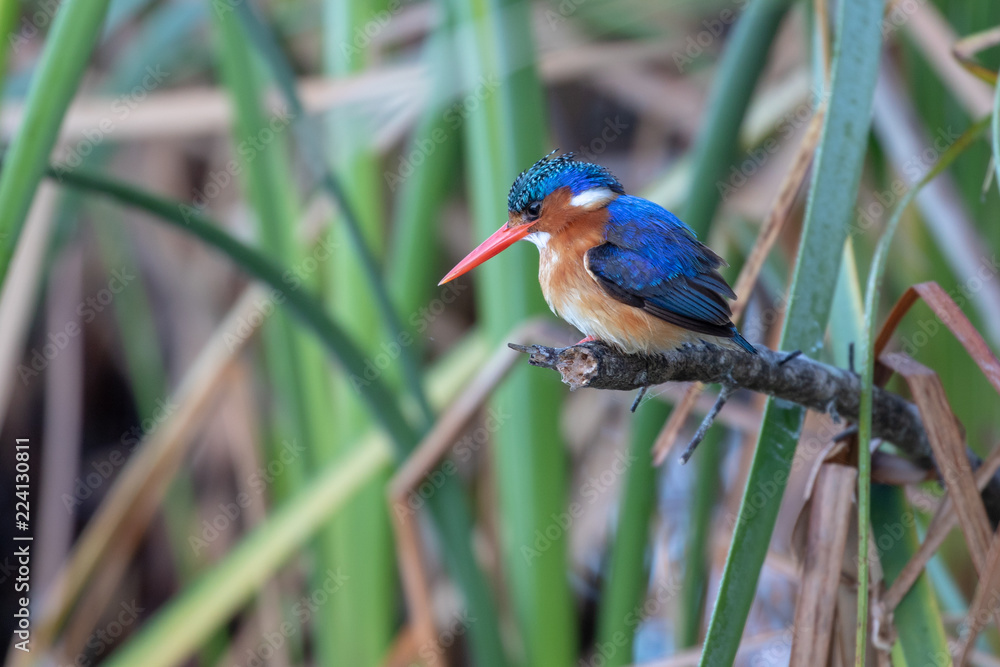 Naklejka premium Malachite Kingfisher