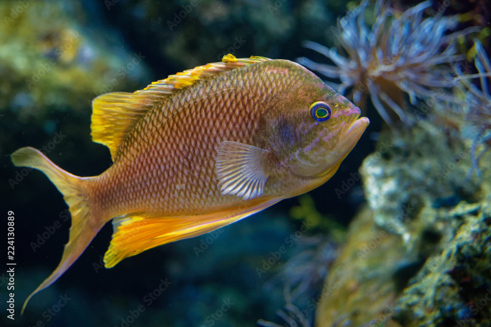 Swallowtail Seaperch - Anthias anthias species of fish in the family Serranidae which can reach a length of about 27 cm Swallowtail Seaperch - Anthias anthias species of fish in the family Serranidae which can reach a length of about 27 cm