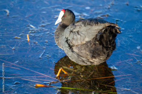 Red Knobed Coot